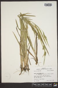 Carex flaccosperma image