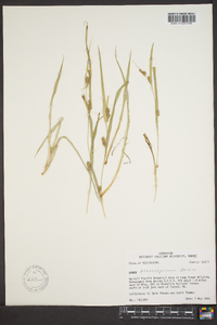 Carex flaccosperma image