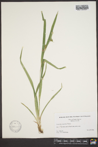 Carex flaccosperma image