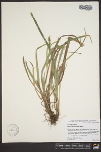 Carex flaccosperma image