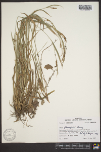 Carex flaccosperma image