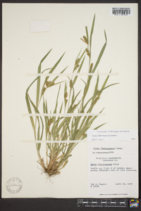 Carex flaccosperma image