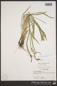 Carex flaccosperma image