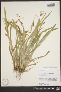 Carex flaccosperma image