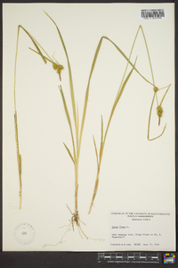 Carex flava image