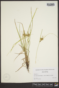 Carex flava image