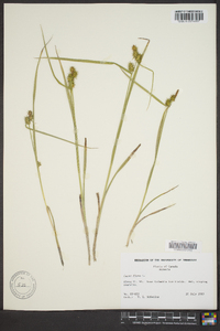 Carex flava image