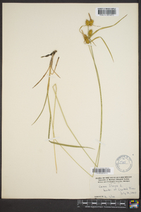 Carex flava image