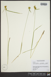 Carex flava image