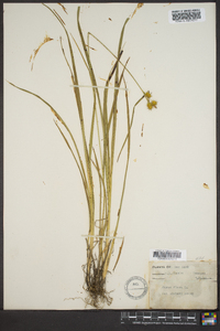 Carex flava image