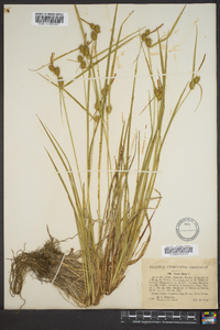 Carex flava image