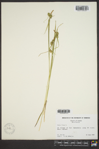 Carex flava image