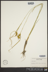 Carex flava image