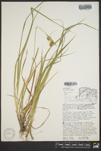 Carex flava image