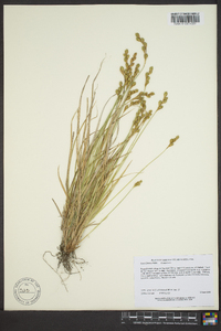 Carex foenea image