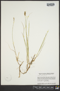 Carex foenea image