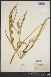 Carex folliculata image