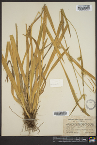 Carex folliculata image