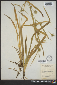 Carex folliculata image