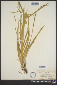 Carex folliculata image