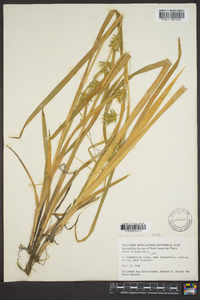 Carex folliculata var. folliculata image