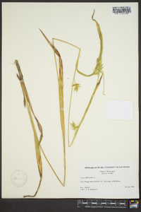 Carex folliculata var. folliculata image