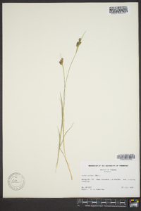 Carex garberi image