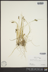 Carex garberi image