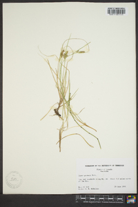 Carex garberi image