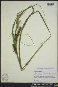 Carex gigantea image