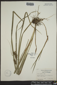 Carex gigantea image