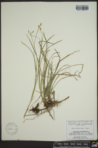 Carex geyeri image