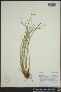 Carex geyeri image