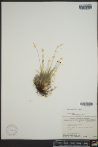 Carex glacialis image