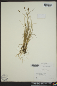 Carex glareosa image