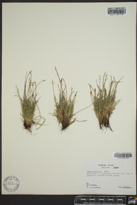 Carex glacialis image