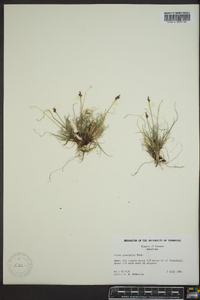 Carex glacialis image