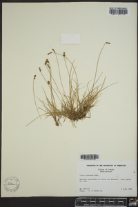 Carex glareosa image