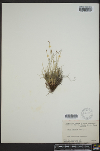 Carex glareosa image