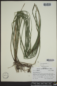 Carex glaucescens image