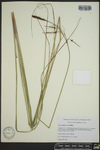 Carex glaucescens image