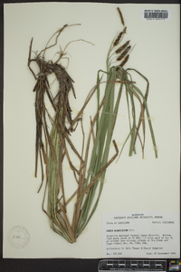 Carex glaucescens image