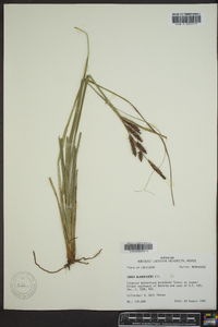 Carex glaucescens image