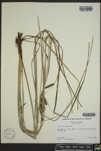 Carex glaucescens image