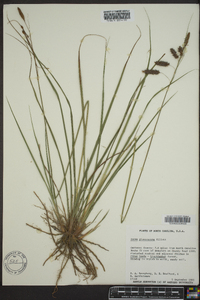 Carex glaucescens image