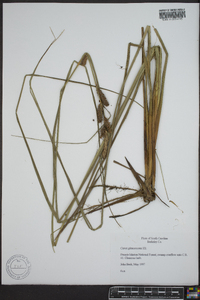 Carex glaucescens image