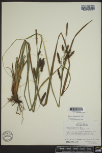 Carex glaucescens image