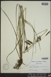 Carex glaucescens image