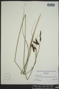 Carex glaucescens image