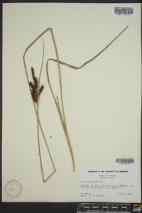 Carex glaucescens image